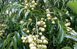 Cây mắc mật, loại cây làm nên ẩm thực Lạng Sơn